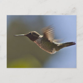 Hummingbird in vlucht briefkaart