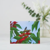 Hummingbird in vlucht briefkaart (Staand voorkant)