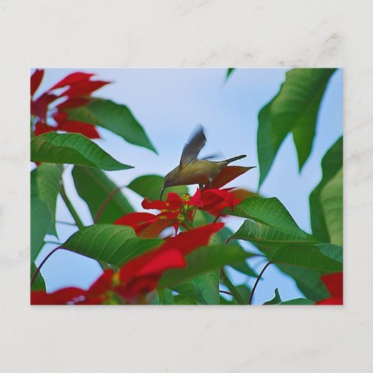 Hummingbird in vlucht briefkaart (Voorkant)