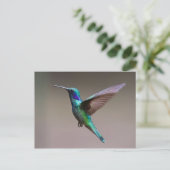 Hummingbird in vlucht briefkaart (Staand voorkant)