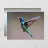 Hummingbird in vlucht briefkaart (Voorkant / Achterkant)