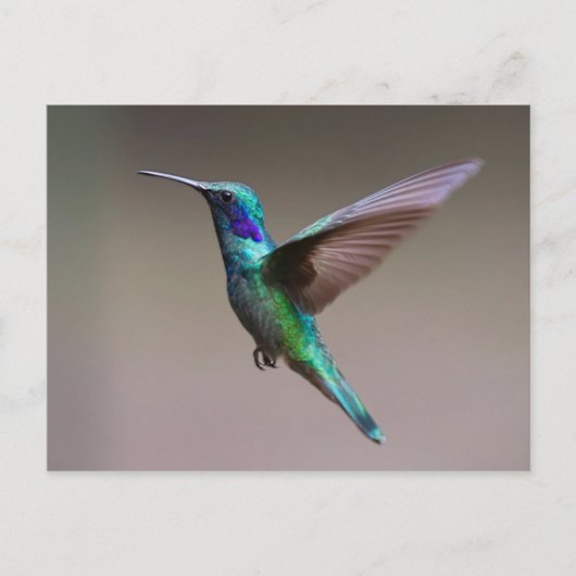 Hummingbird in vlucht briefkaart (Voorkant)