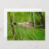 Hummingbird in vlucht briefkaart (Voorkant / Achterkant)
