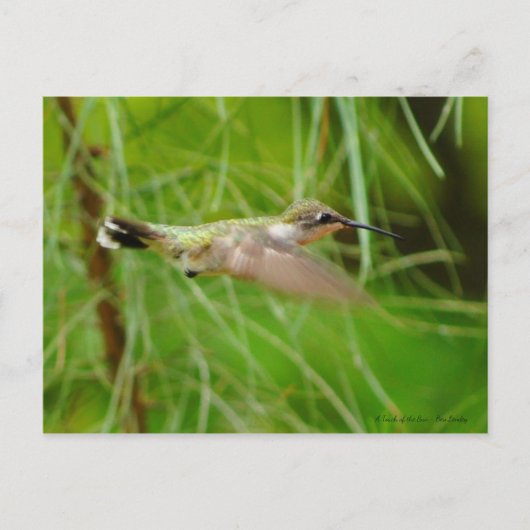 Hummingbird in vlucht briefkaart (Voorkant)