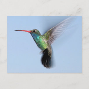 Hummingbird in vlucht briefkaart