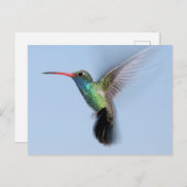 Hummingbird in vlucht briefkaart (Voorkant / Achterkant)