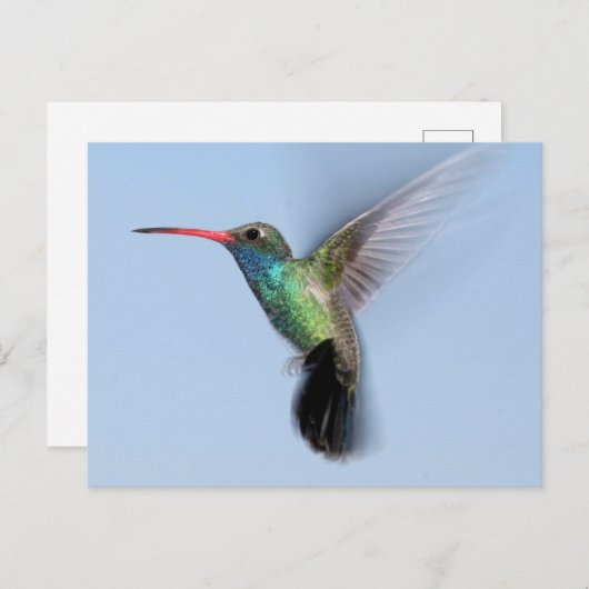 Hummingbird in vlucht briefkaart (Voorkant / Achterkant)