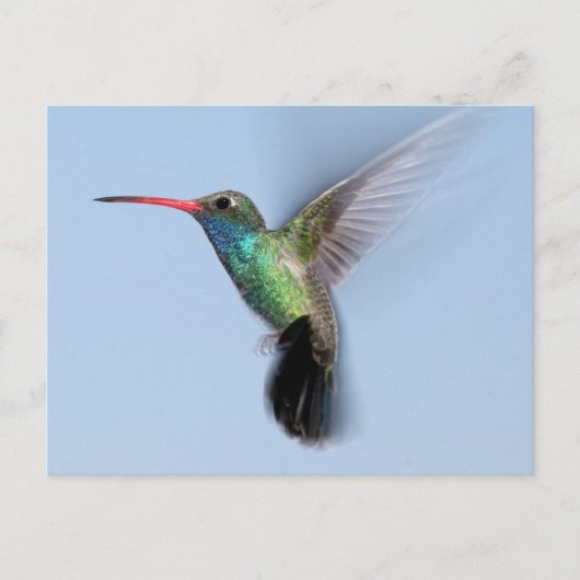 Hummingbird in vlucht briefkaart (Voorkant)