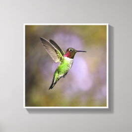 Hummingbird in vlucht canvas afdruk