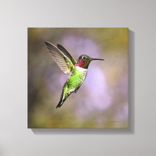 Hummingbird in vlucht canvas afdruk (Voorkant)