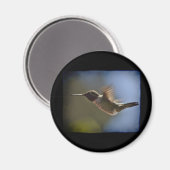 Hummingbird in vlucht magneet (Voorkant / Achterkant)