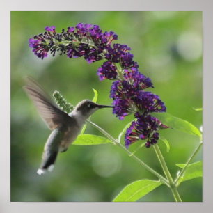 Hummingbird in vlucht met een Paarse vlinderStruik Poster