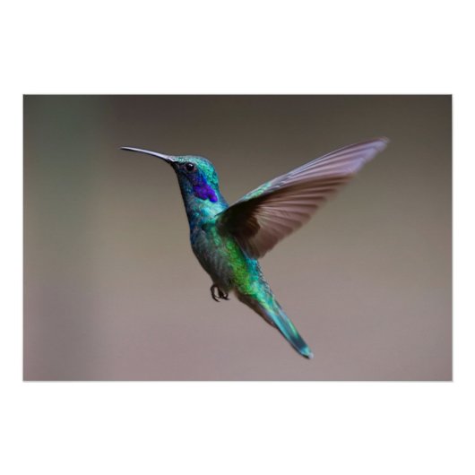 Hummingbird in vlucht perfect poster (Voorkant)
