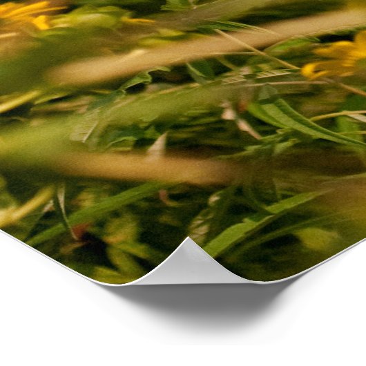 Hummingbird in vlucht poster (Hoek)