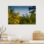 Hummingbird in vlucht poster (Keuken)