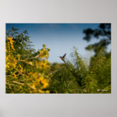 Hummingbird in vlucht poster (Voorkant)
