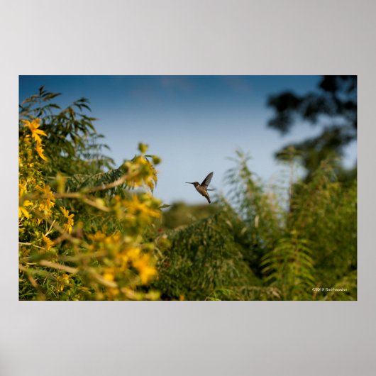 Hummingbird in vlucht poster (Voorkant)