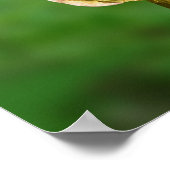 Hummingbird in vlucht poster (Hoek)