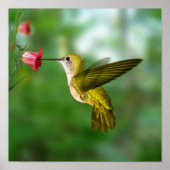 Hummingbird in vlucht poster (Voorkant)