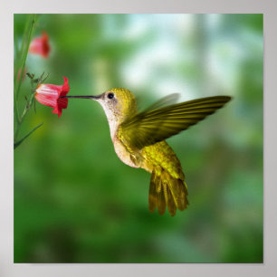 Hummingbird in vlucht poster