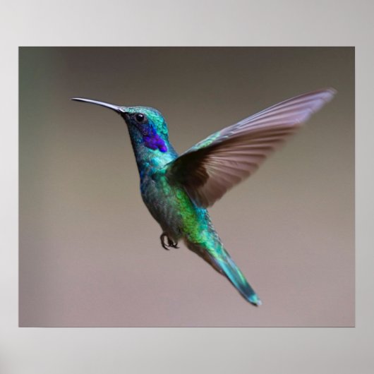 Hummingbird in vlucht poster (Voorkant)