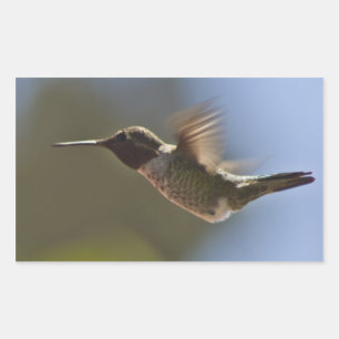 Hummingbird in vlucht rechthoekige sticker