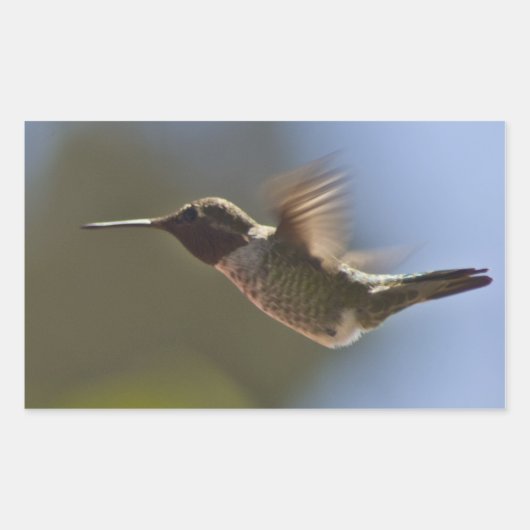 Hummingbird in vlucht rechthoekige sticker (Voorkant)
