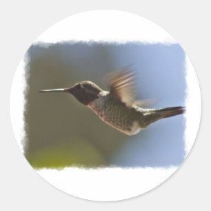 Hummingbird in vlucht ronde sticker
