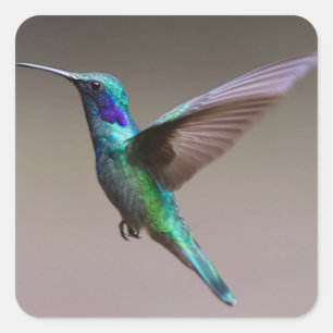 Hummingbird in vlucht vierkante sticker