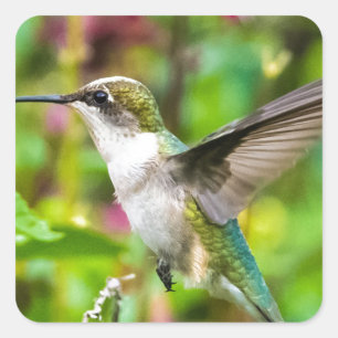 Hummingbird in vlucht vierkante sticker