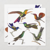 Hummingbird Invitation - 6 Beauful Hummingbird Kaart (Voorkant / Achterkant)