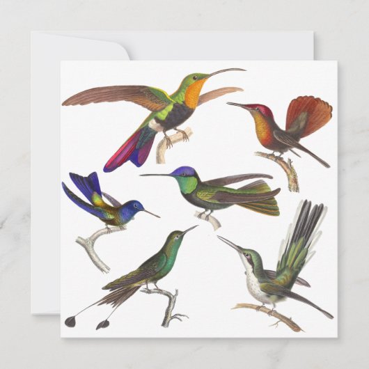 Hummingbird Invitation - 6 Beauful Hummingbird Kaart (Voorkant)