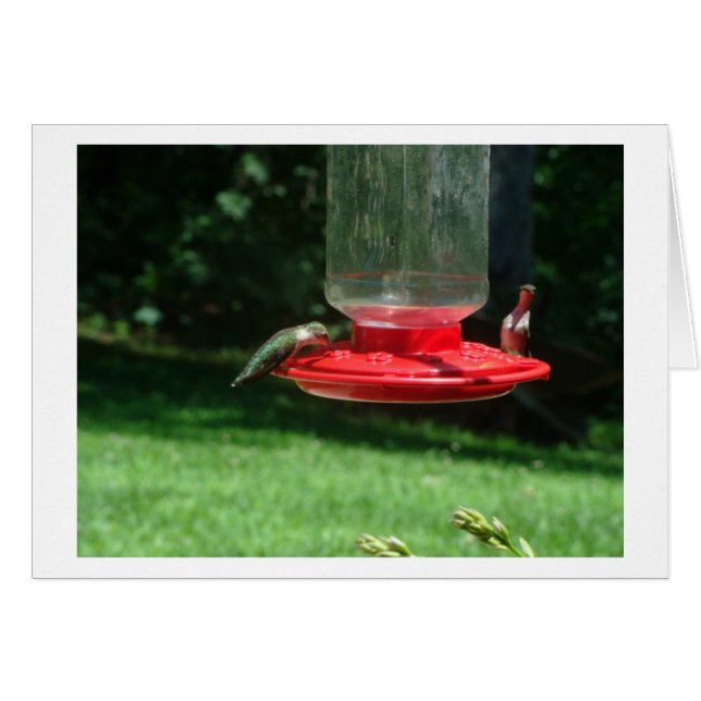 Hummingbird Joy (Voorkant Horizontaal)