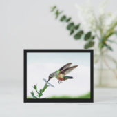Hummingbird Kaarten omwoeld (Staand voorkant)