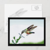 Hummingbird Kaarten omwoeld (Voorkant / Achterkant)