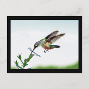 Hummingbird Kaarten omwoeld