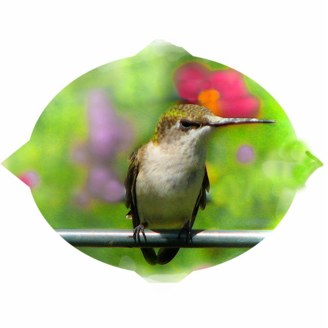 Hummingbird Kersthanging Fotobeeldje Ornament (Voorkant)
