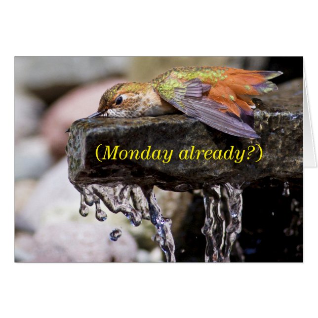 Hummingbird Laing in Water (Voorkant Horizontaal)