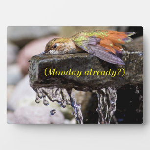 Hummingbird Laing in Water Fotoplaat