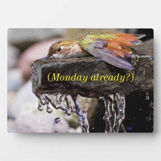 Hummingbird Laing in Water Fotoplaat (voorkant)