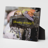 Hummingbird Laing in Water Fotoplaat (Zijkant)