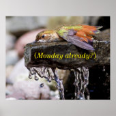 Hummingbird Laing in Water Poster (Voorkant)