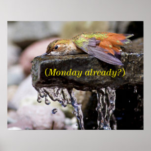 Hummingbird Laing in Water Poster