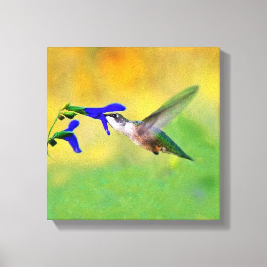 Hummingbird Lunch Canvas Afdruk (Voorkant)