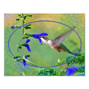 Hummingbird Lunch Illustratie Foto Afdruk