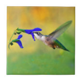 Hummingbird Lunch Tegeltje (Voorkant)