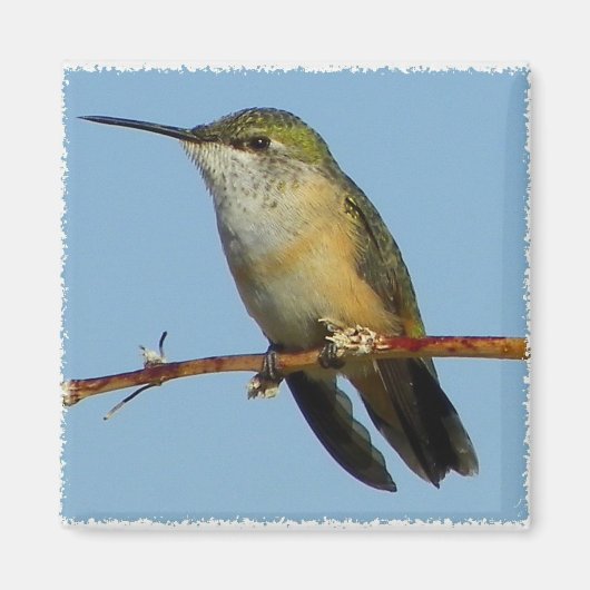Hummingbird. Magneet (Voorkant)