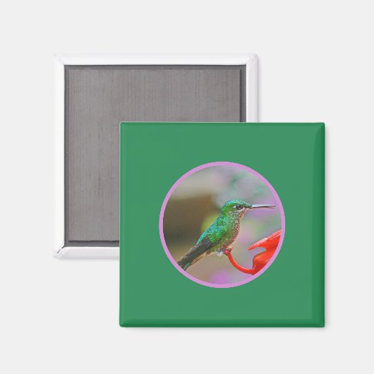 HUMMINGBIRD MAGNEET (Voorkant / Achterkant)