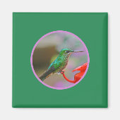 HUMMINGBIRD MAGNEET (Voorkant)