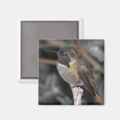 Hummingbird. Magneet (Voorkant / Achterkant)